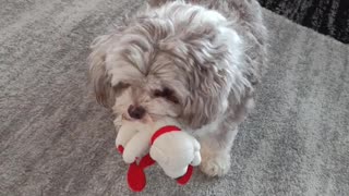 Pushinka playing with her bear