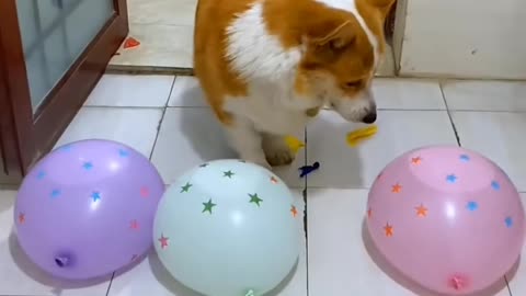 Cute Dog playing with balloons little dog funniest video