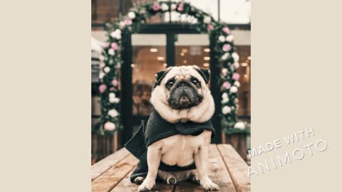 Fancy Pugs