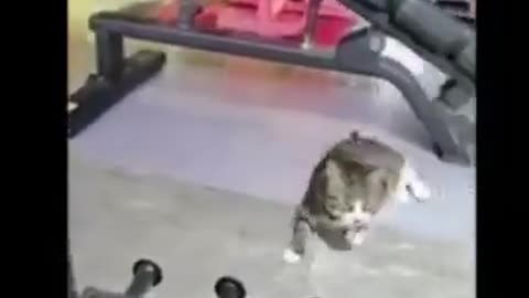 Funny Cat videos