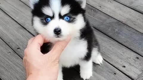 The Pomsky || dogs golden retriever