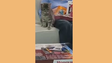 Cat funny videos 😂