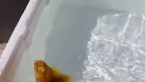 The duckling is playing in the water