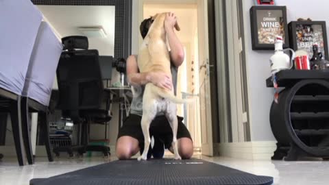 Dog trying to play with his owner by doing push-up in the room