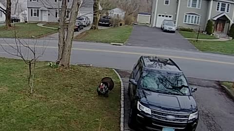 Angry turkey attack the car driver