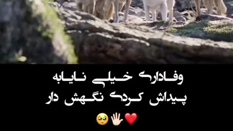 They Are More Loyal Than Humans|اینها بیشتر از انسانها وفادار هستند