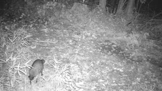 Eastern NC Raccoon 10-4-21