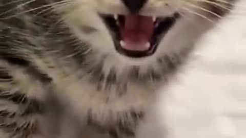 Kitten Gets Offended