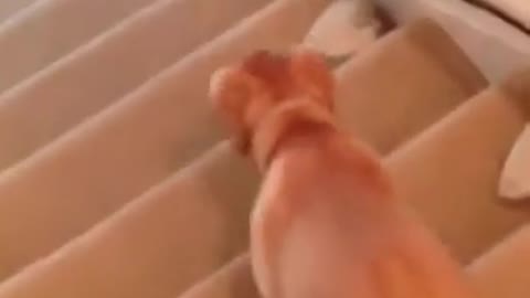 Cute Labrador Puppy Slides Down Stairs