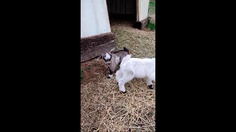 Baby Goats Febuary 2024