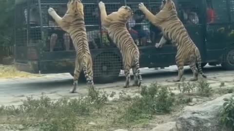 Tiger attack vehicle national park ! Jungle Safari 🔥🔥💥💥