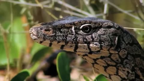 Leopard And Lizard Fighting In The Jungle _ Leopard VS Lizard _ Animal_s Galaxy Video(720P_HD).mp4