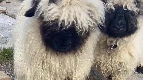 Cute cute sheep🐑 animal 🥰❤️