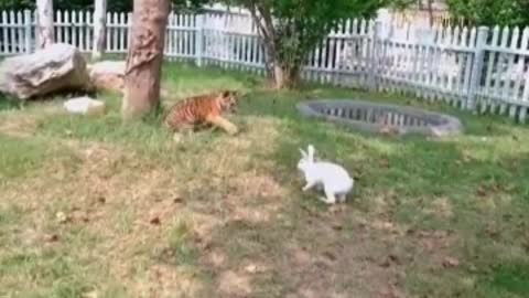 tiger and rabbit fighting