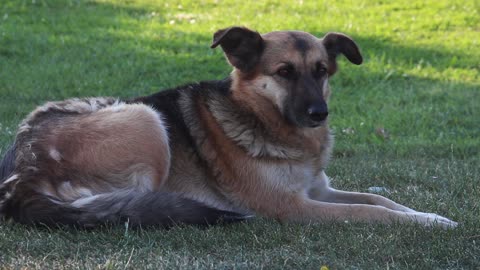 Innocent stray dog sitting in the grass