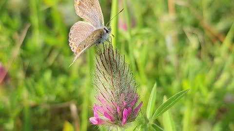 Close-Up View of Butterfly on a Plant