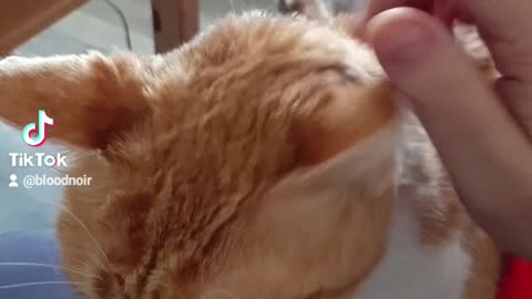 Cute older cat getting loving