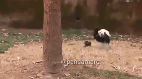 Panda fell from the tree