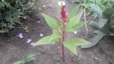 Salvia has bloomed