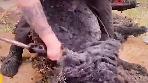 Incredible satisfied sheep shearing