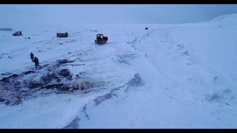 Keeping Polar Bears From Coming Close