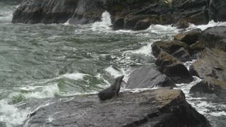 Cute Seal On a Rock Waiting His Wife