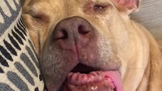 Toothless Doggy Has Extremely Vivid Dream During Naptime