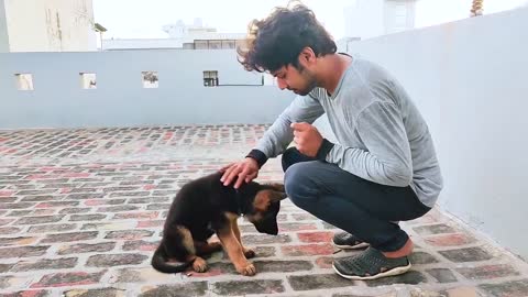 🐕‍🦺🐕‍🦺 GERMAN SHEPHERD PUPPY TRAINING| SIT DOWN HAND SHAKE COMMAND IN 1 WEEK | INTELLIGENT PUPPY