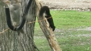 Dancing Squirrel