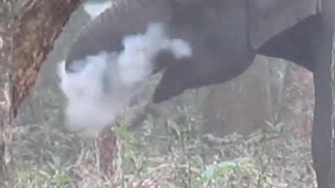 What is this elephant doing with smoke?