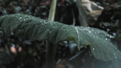 Falling Rain into nature। Free Raindrops Video for reuse । Copyright free_Royalty-free Video