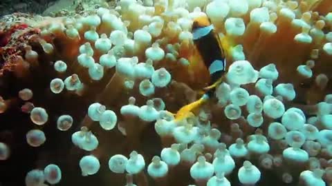 you've heard about this clownfish see what a beautiful thing