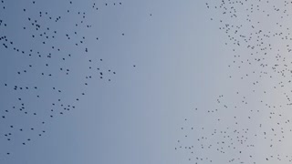 Starling murmuration