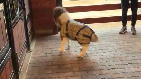 Miniature Horse Zooms Around Stables