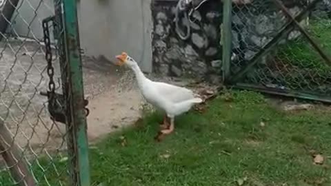 Duck goes after girl filming