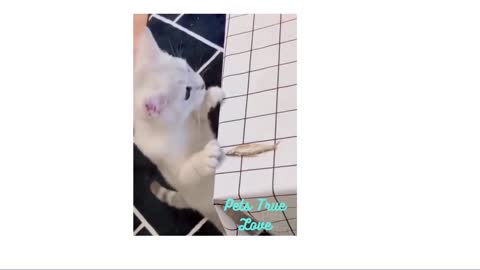 Funny cuts cats