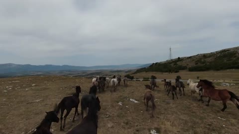 Aerial fpv drone shot of a herd of wild horses running on a green spring field at the sunset