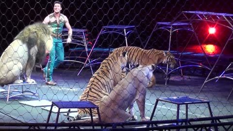 Ringling Brother's Big Cats (Tigers and Lions) show