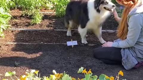 Helping my dog