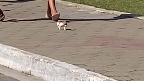 This cute doggo went viral after being seen walking