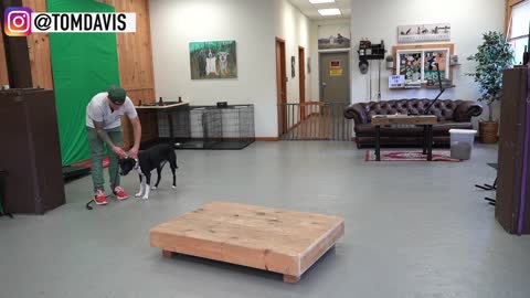 How to train yours dog easy