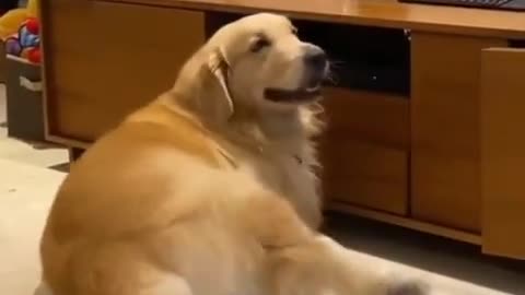 Just random cute dog dancing