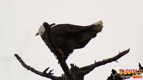 President Biden gets pooped on by a bird while giving a speech