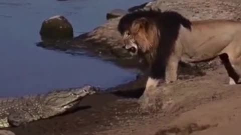 LION VS CROC