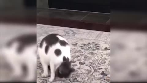 Rolling Cat