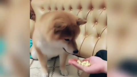 In this video dog eating