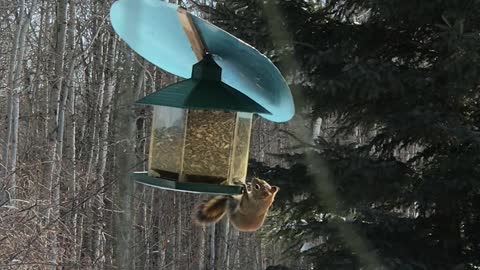 Squirrel Eating Birds Food