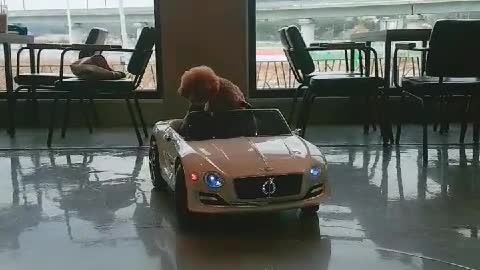 Dog driving in a dog cafe