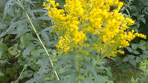 Goldenrod