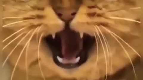 Funny cat video